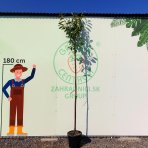Vavrínovec lekársky (Prunus laurocerasus) ´NOVITA´ - výška 270-290 cm, obvod kmeňa 6/8 cm, kont. C20L/ C30L  (-22°C) NA KMIENKU